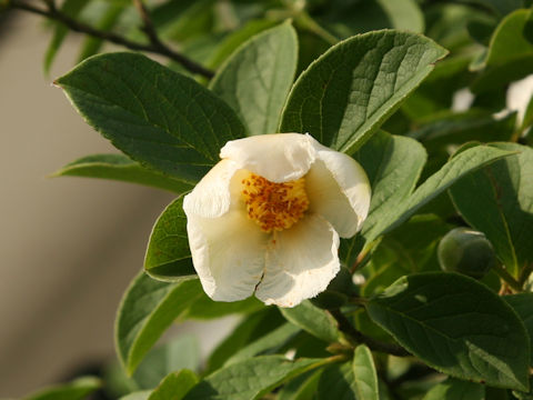 Stewartia pseudo-camellia