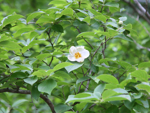 Stewartia pseudo-camellia