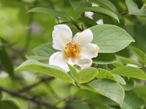 Stewartia pseudo-camellia