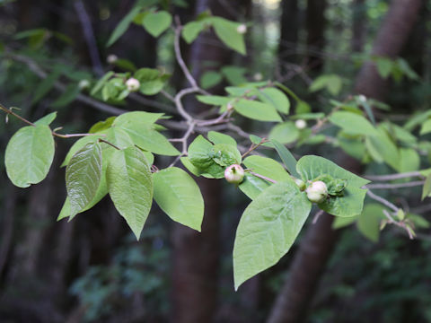 Stewartia pseudo-camellia
