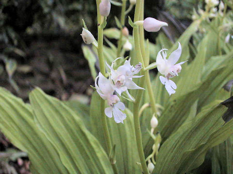 Calanthe reflexa