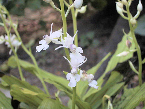 Calanthe reflexa