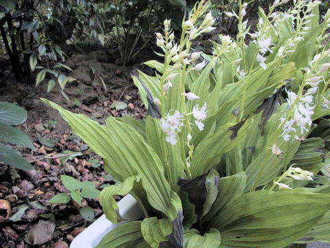 Calanthe reflexa