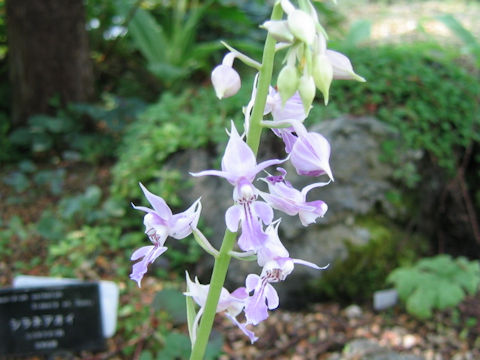 Calanthe reflexa