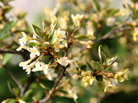 Elaeagnus multiflora