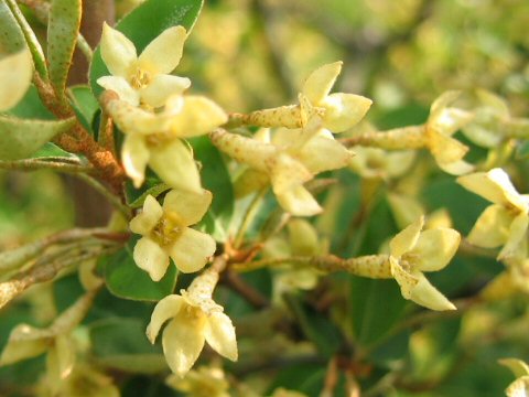 Elaeagnus multiflora