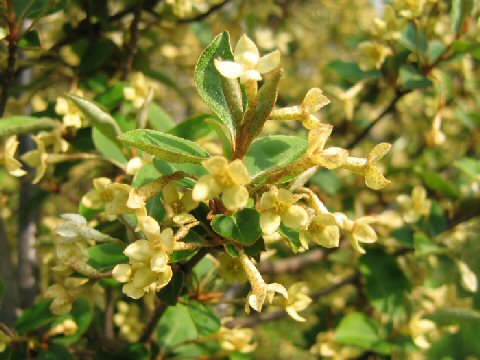 Elaeagnus multiflora