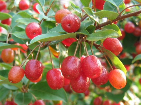 Elaeagnus multiflora