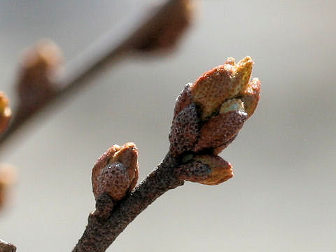 Elaeagnus multiflora