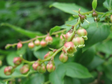 Vaccinium oldhamii