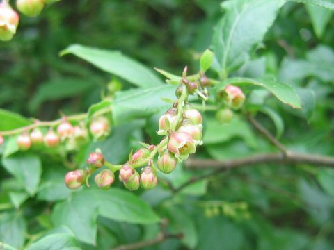 Vaccinium oldhamii