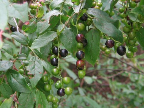 Vaccinium oldhamii