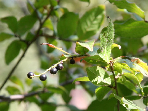 Vaccinium oldhamii