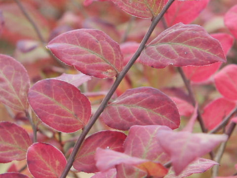 Vaccinium oldhamii