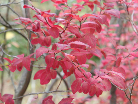 Vaccinium oldhamii