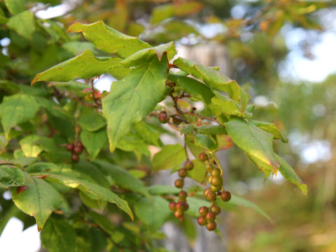 Vaccinium oldhamii