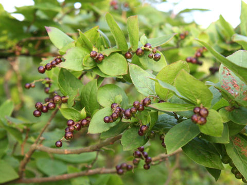 Vaccinium oldhamii