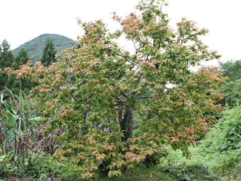 Vaccinium oldhamii