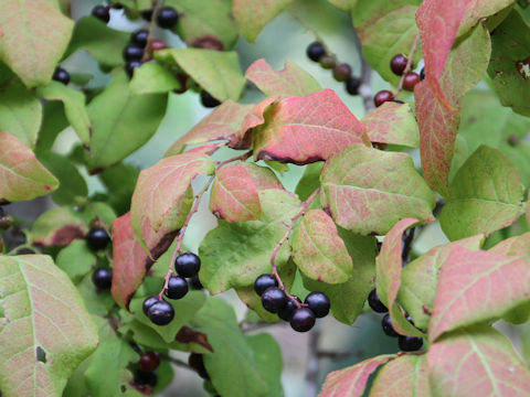 Vaccinium oldhamii