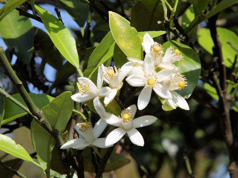 Citrus natsudaidai