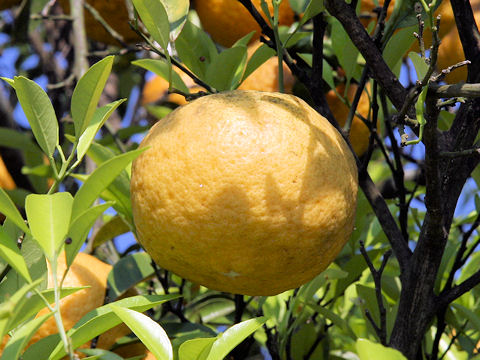 Citrus natsudaidai