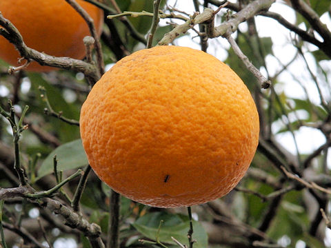 Citrus natsudaidai