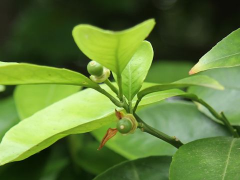 Citrus natsudaidai