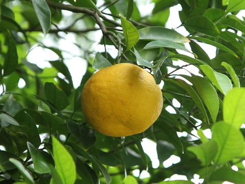 Citrus natsudaidai