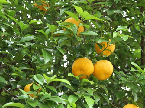 Citrus natsudaidai