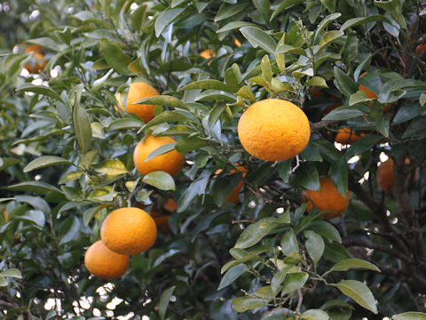 Citrus natsudaidai