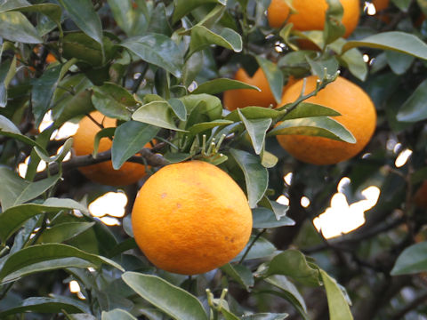 Citrus natsudaidai