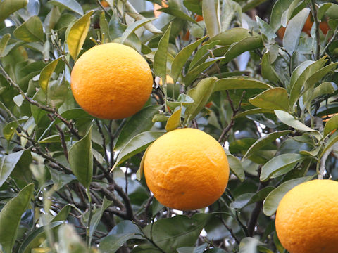 Citrus natsudaidai