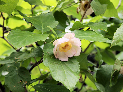 Sinocalycanthus chinensis