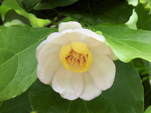 Sinocalycanthus chinensis