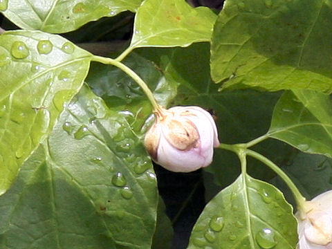 Sinocalycanthus chinensis