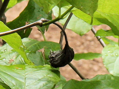 Sinocalycanthus chinensis