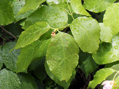 Sinocalycanthus chinensis