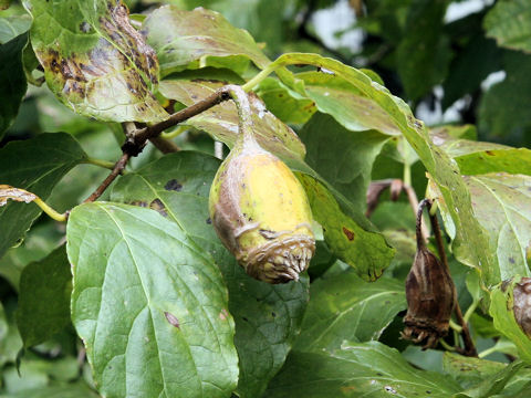 Sinocalycanthus chinensis