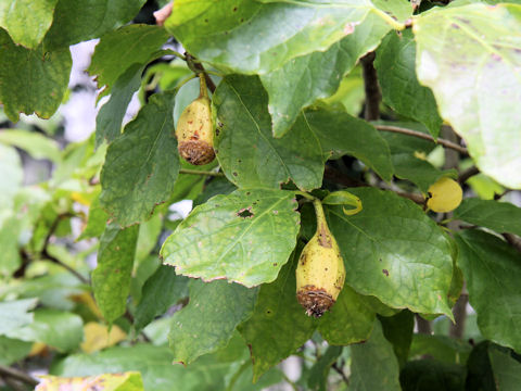 Sinocalycanthus chinensis