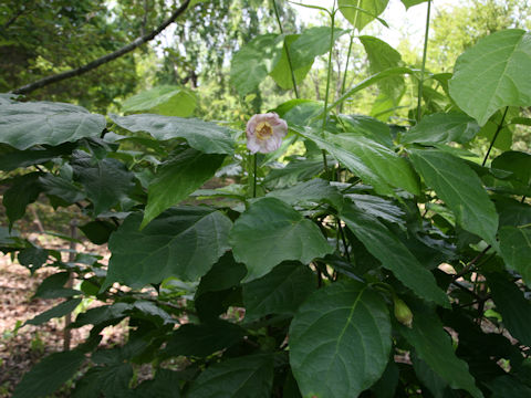 Sinocalycanthus chinensis