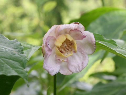 Sinocalycanthus chinensis