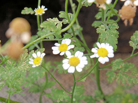 Tanacetum parthenium