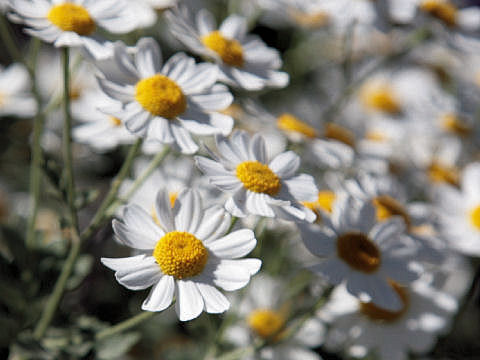 Tanacetum parthenium