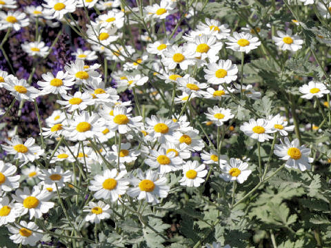 Tanacetum parthenium