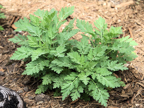 Tanacetum parthenium