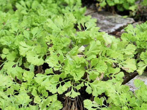 Tanacetum parthenium cv. Golden Moss