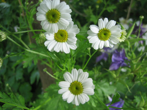 Tanacetum parthenium