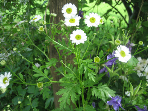 Tanacetum parthenium