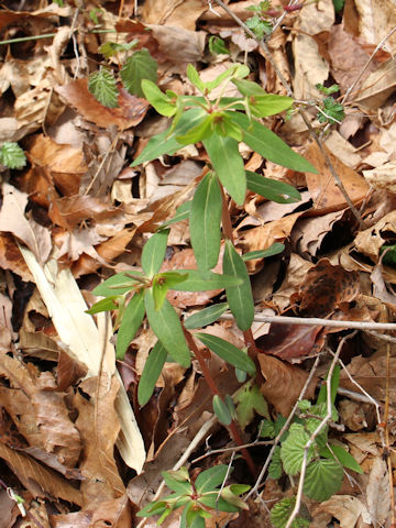 Euphorbia sieboldiana