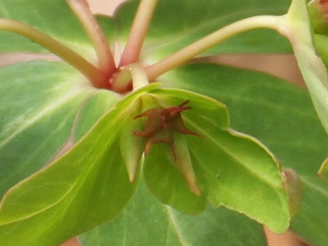 Euphorbia sieboldiana